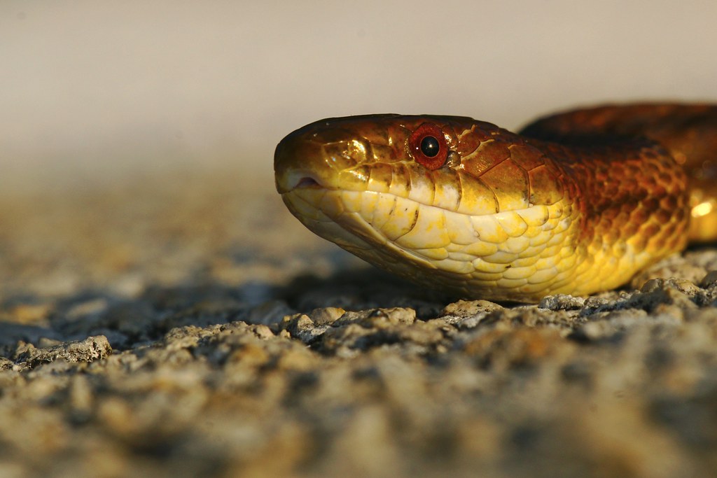 Yellow Rat Snake Yellow Rat Snake, Key Largo, Florida Keys… Dave