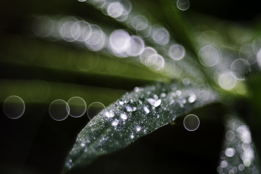 Lupinus leaf, Pentacon AV 80/2.8 Soap bubble bokeh with