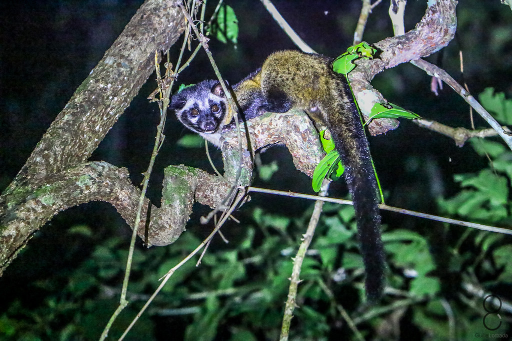 Smalltoothed Palm Civet A smalltoothed Palm Civet or "Ar… Flickr