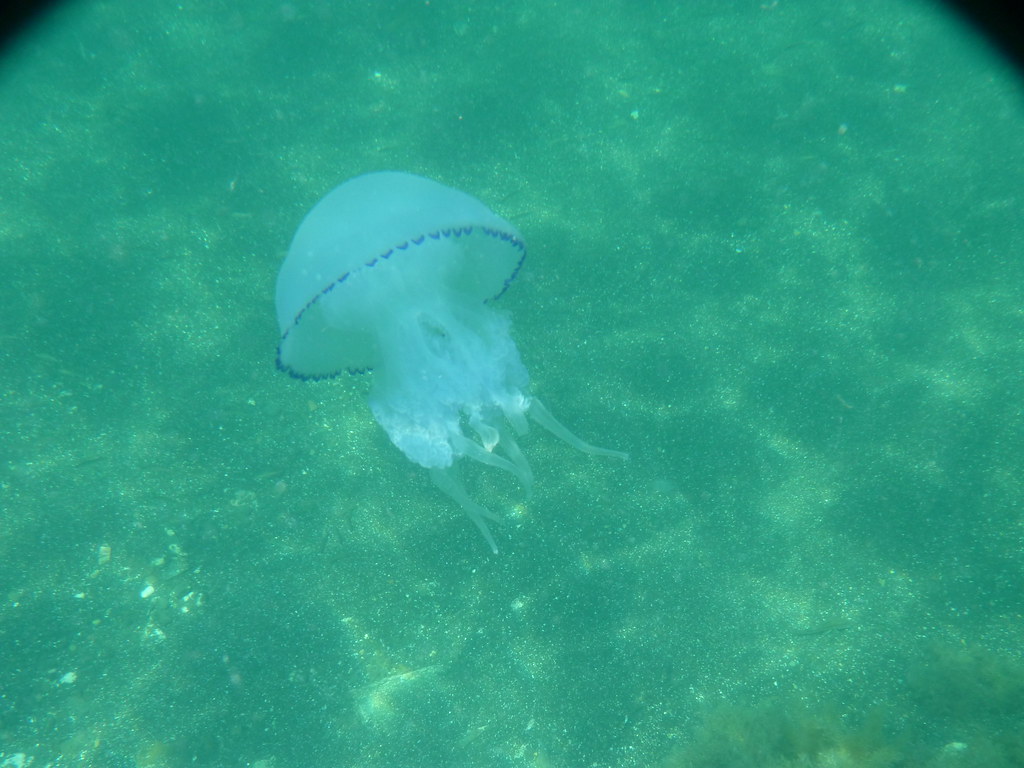 Large Jellyfish in the Black sea berduchwal Flickr