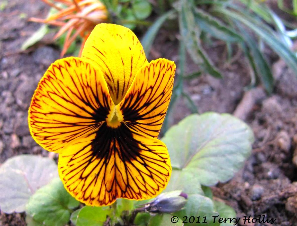 2011 08 20 (02ce2) Flower Royal OakSX10 IS09 2011 .. F… Flickr