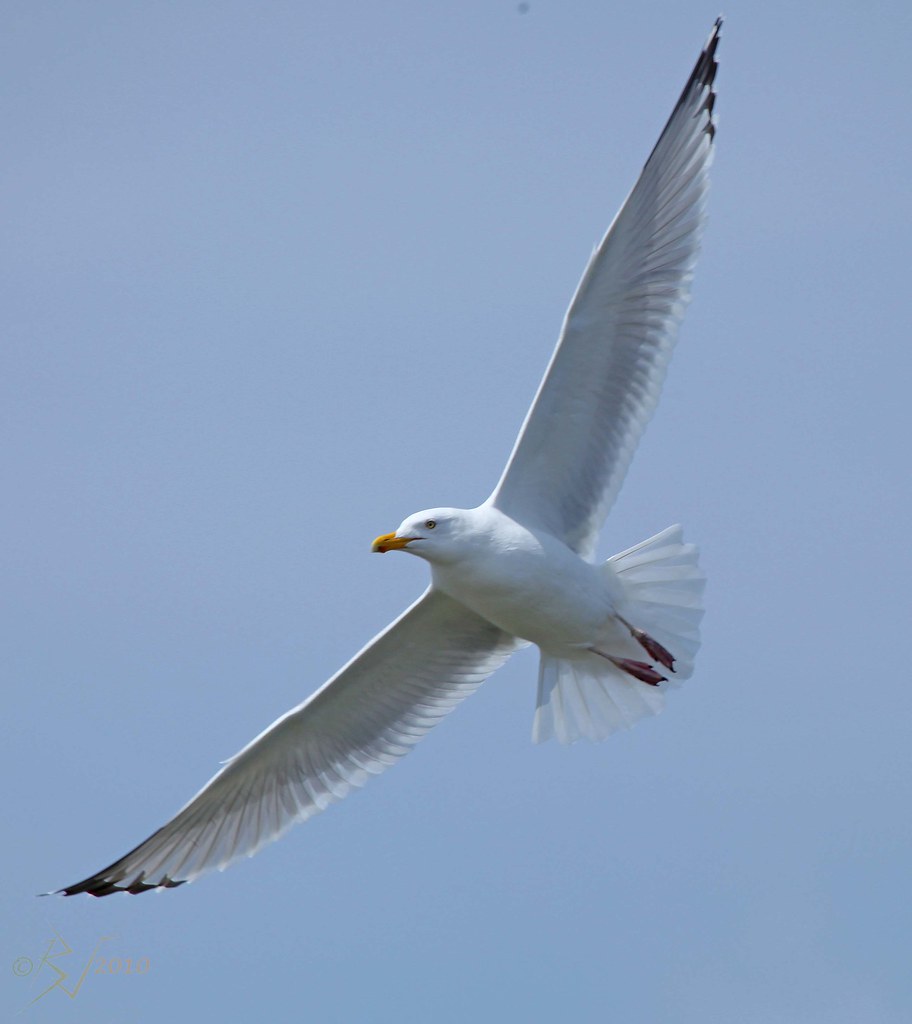 Herring Gull (Larus smithsonianus) Herring Gulls take 4 ye… Flickr