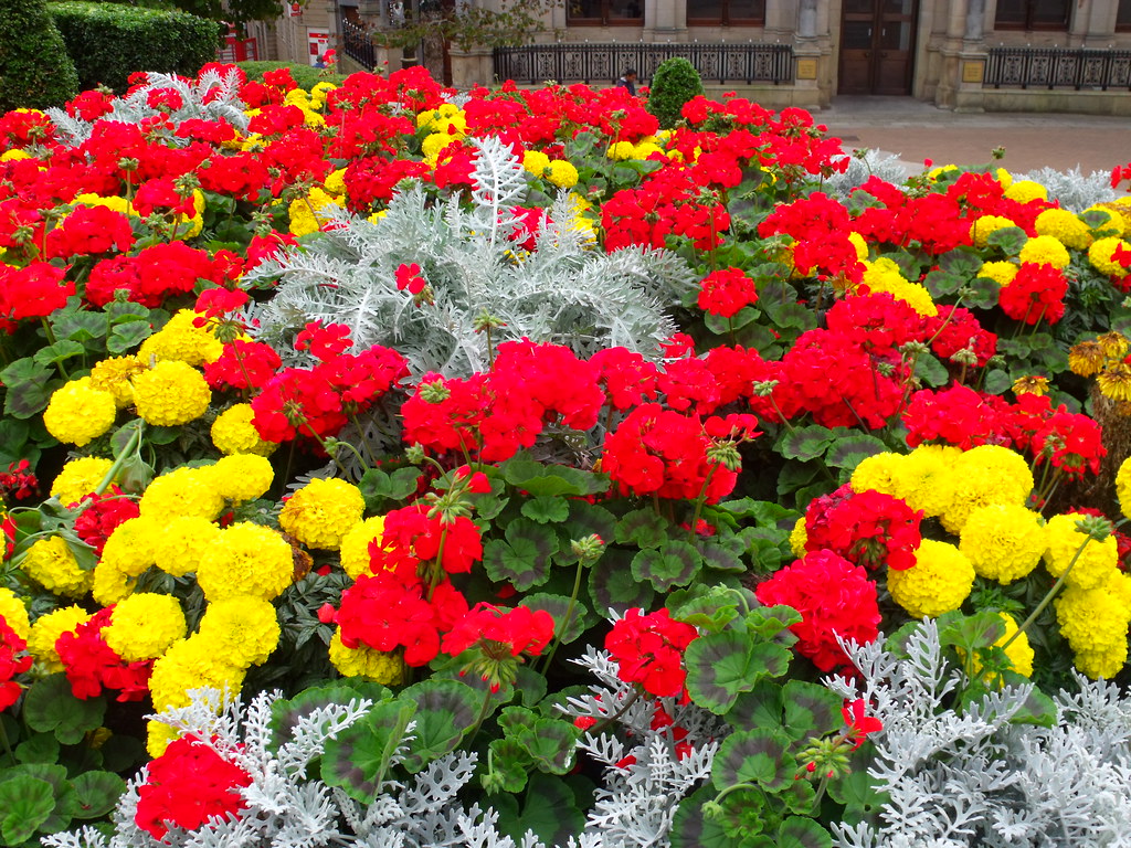 Yellow and red flowers Victoria Square Yellow and red fl… Flickr