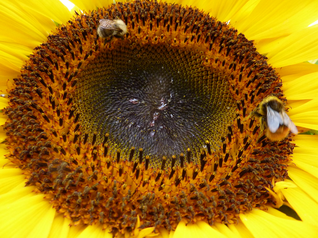 Sunflower heart Spring Rd allotment, Ipswich Granpic Flickr