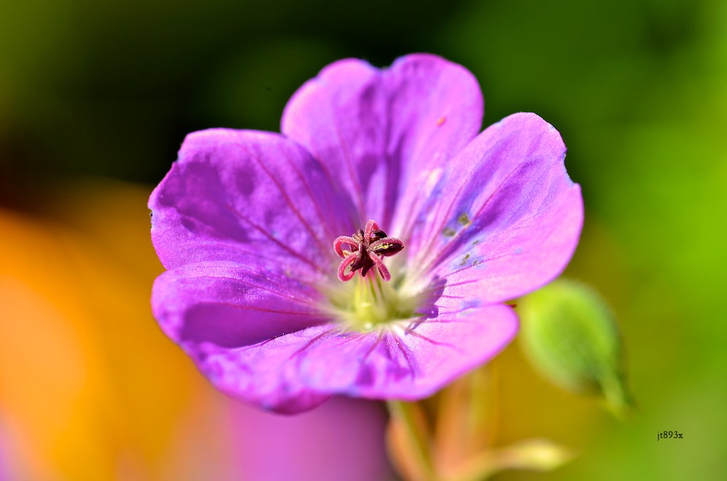 Common Rose Mallow jt893x Flickr