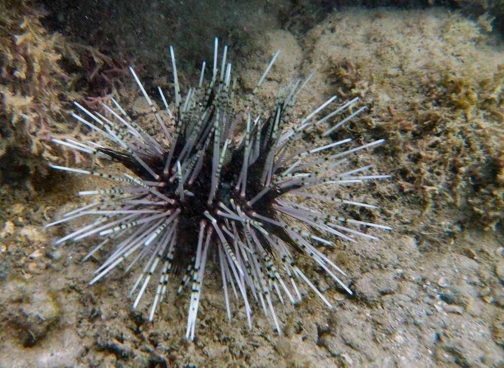 Starfish, urchins, sea cucumbers This urchin caught my eye… Flickr