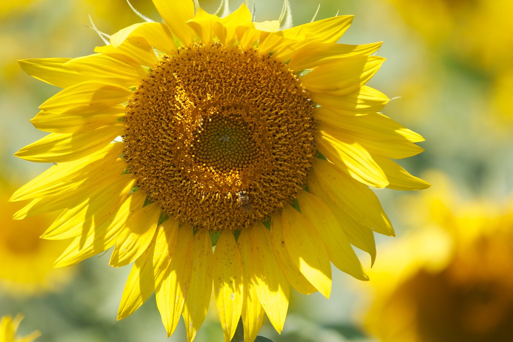 Summer Sunflowers Sunflower field outside of Newburyport kyleshank