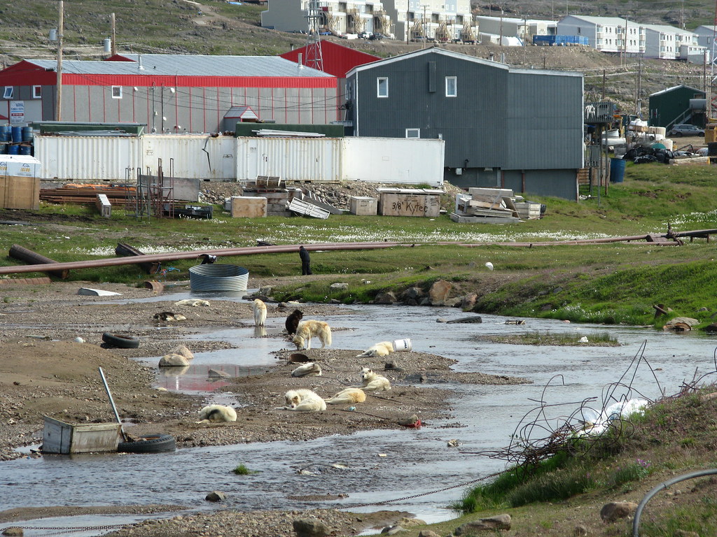 Iqaluit dogs Tovian Flickr
