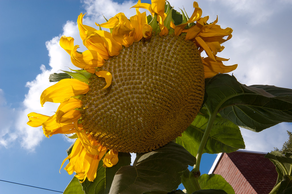 DSC_7825flickr Sunflower, in the throes of death, still b… Flickr