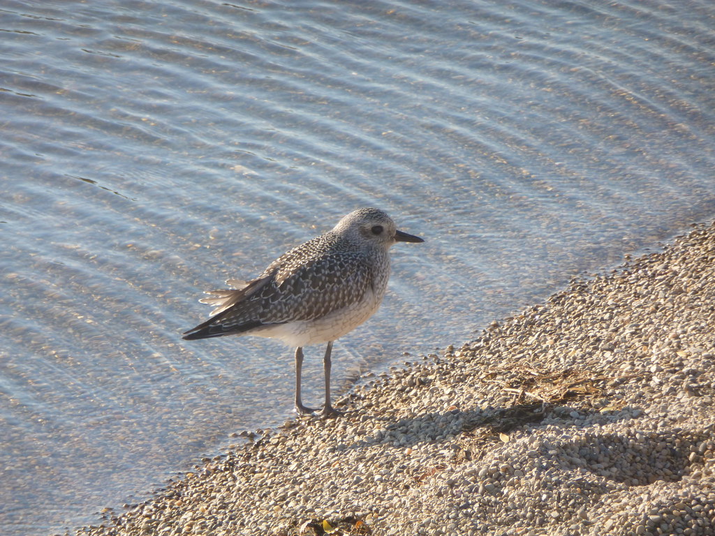 Blackbellied Plover 4 Lakeshore State Park, Milwaukee, 5… Flickr
