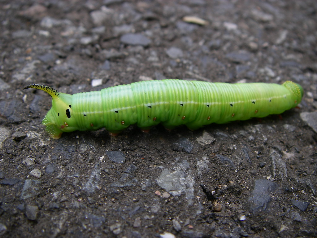 Caterpillar_20090717 3 Photo taken in Minamiaoyama Minat… Flickr