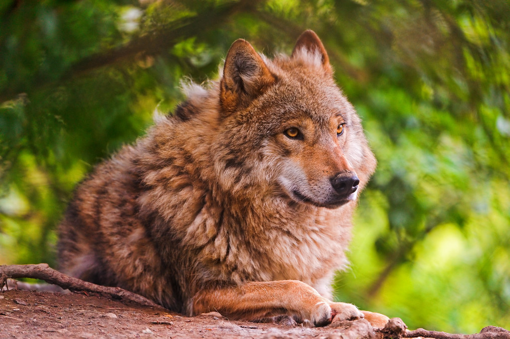 Lounging cute wolf A pretty and fluffy wolf lying in his e… Flickr