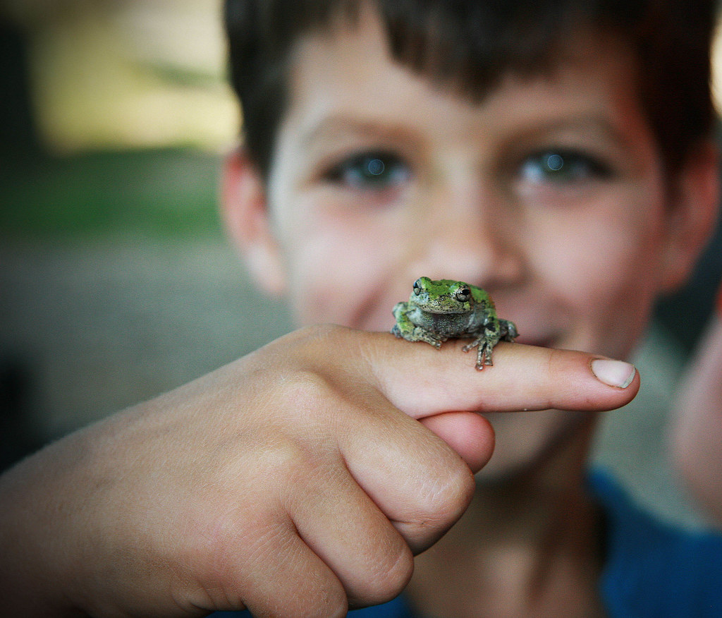 IMG_0646a We saved this tree frog from a pop can smasher. … Flickr