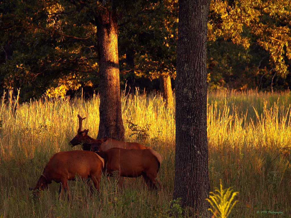 Elk & Bison Prairie Land Between the Lakes National Recr… Flickr