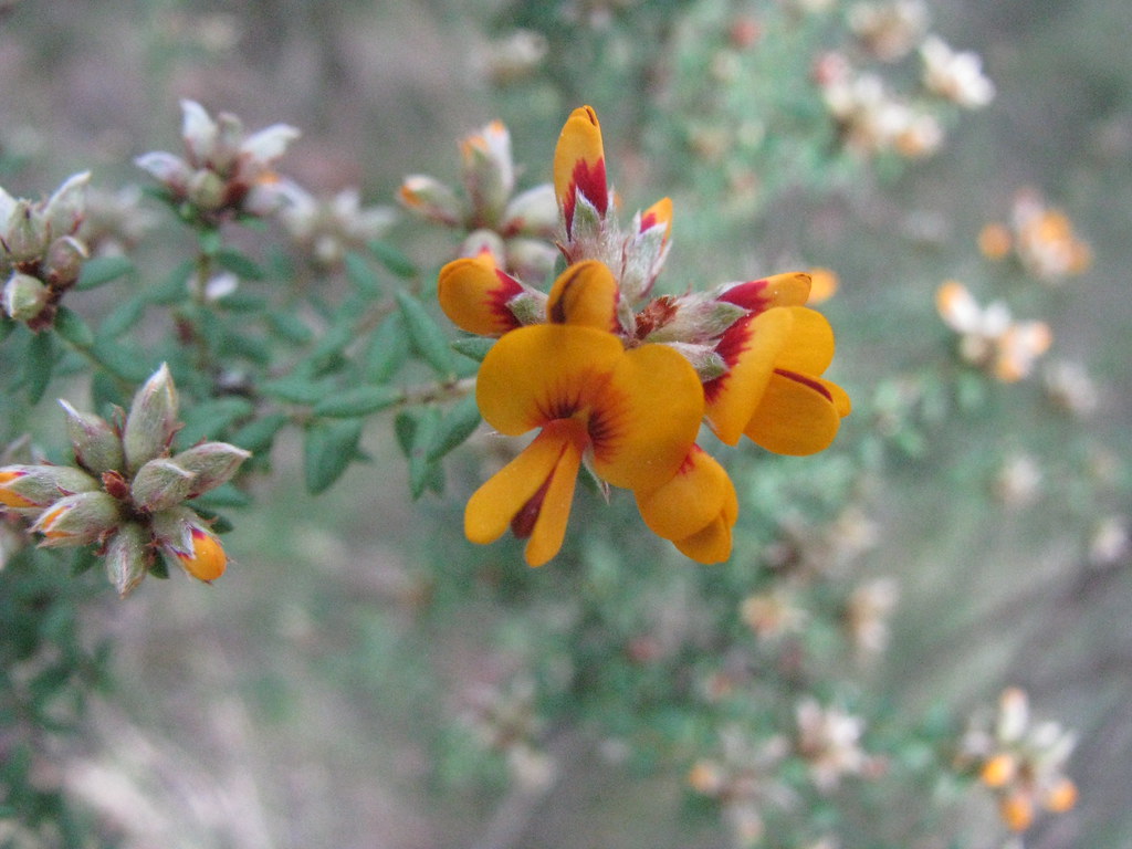 Pultenaea gunnii (BushPea) BushPea (Pultenaea gunnii) al… Flickr