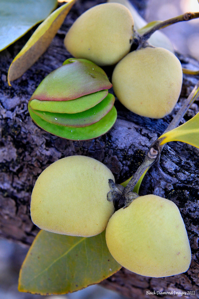 Fruit Avicennia marina subsp. australasica Grey Mangro… Flickr