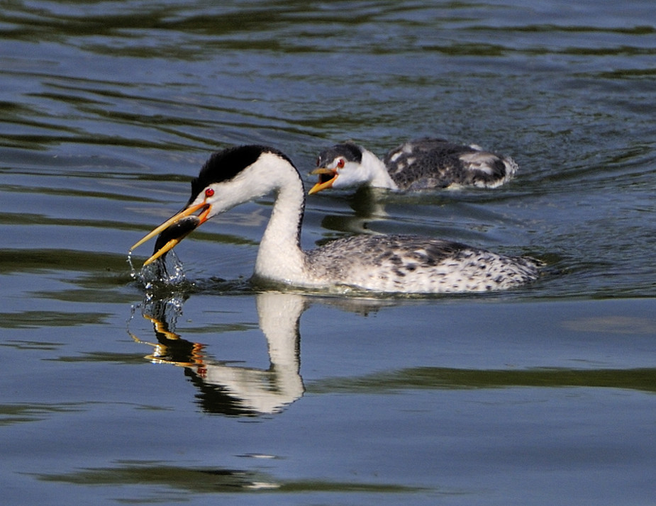 Clark's Grebes_Birds Clark’s Grebes Putnam’s Point, Klamat… Flickr