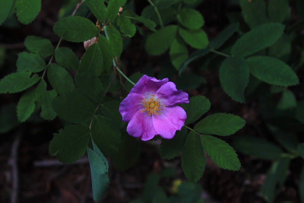 Mountain Rose Along Red Lodge Creek Trail Near Luther, Mon… Flickr
