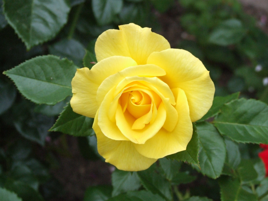 2009 06 22_Jersey Holiday_0925 Roses In Jersey CI 2009 Flickr