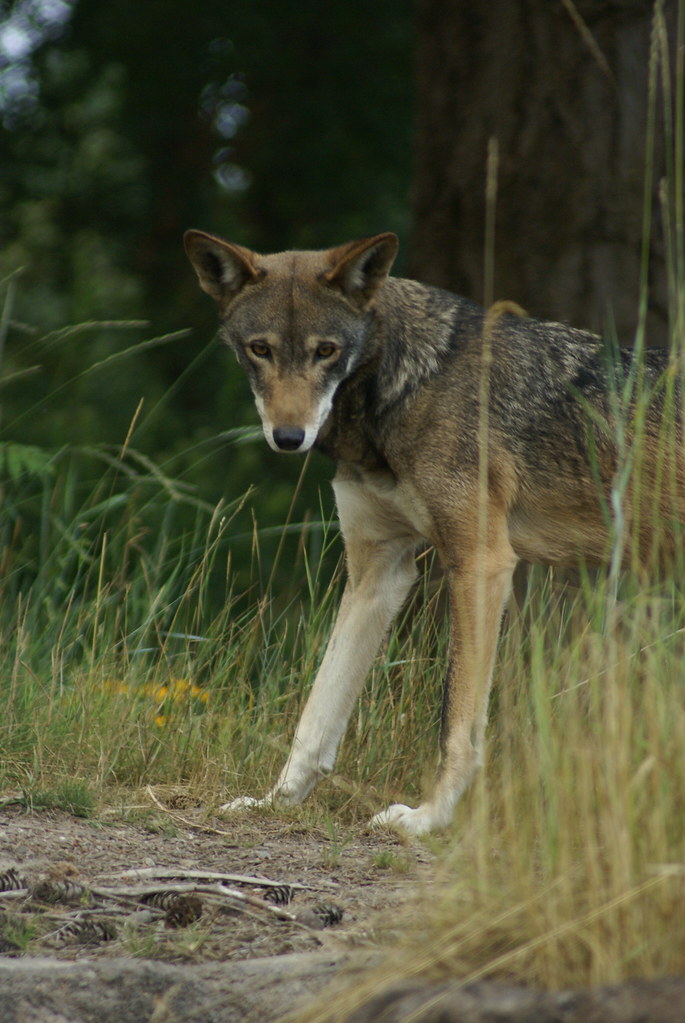 DSC04568 Red Wolf (Canis rufus) It is a North American can… Flickr