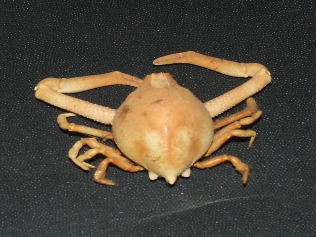 Leucosiidae Myra? Purse crab DSCF4242 Kingdom=Animalia Phy… Flickr