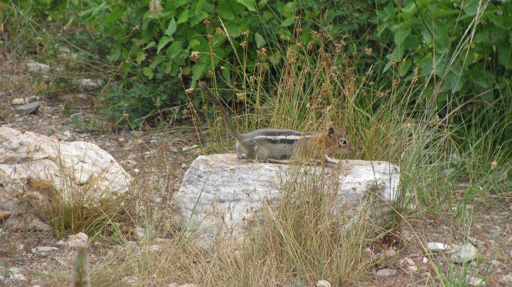 Angel Lake, Elko County, Nevada Mariusz Flickr