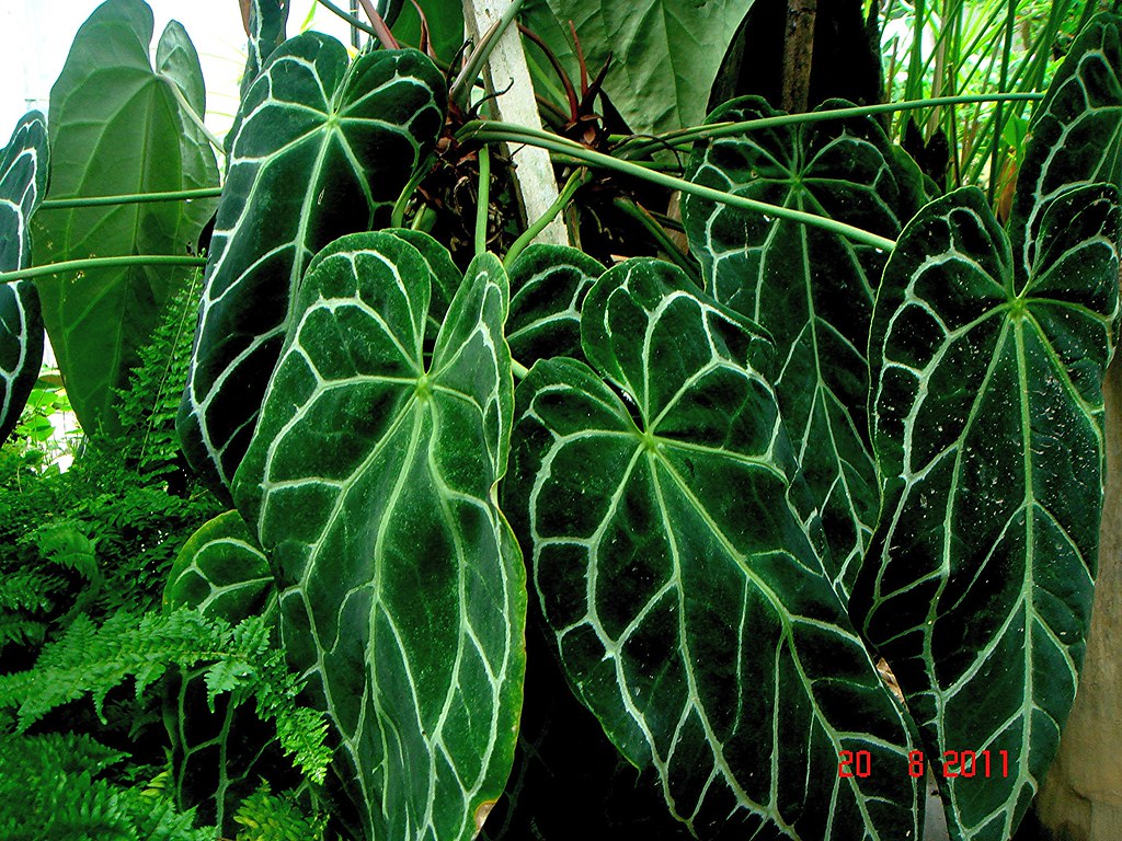 Anthurium crystallinum Linden and André Mom Che Puteh's Ga… Flickr