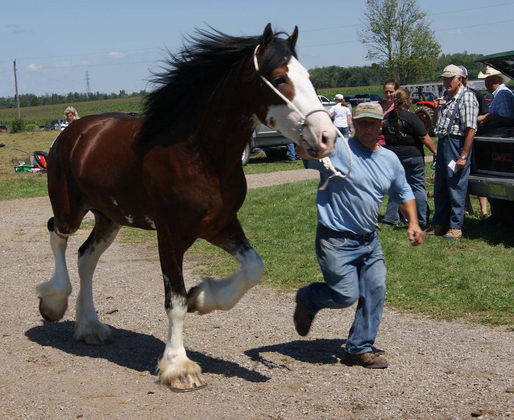 20110819_Stepping Out Clydesdale gelding. Mark Burr Flickr