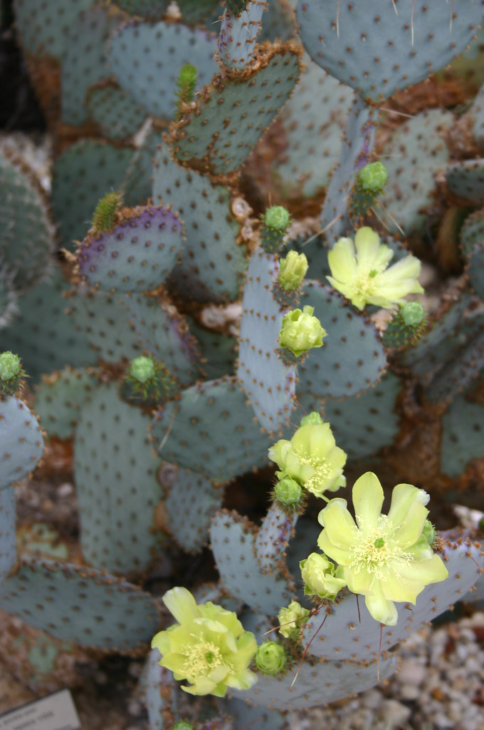 purple pricklypear, Opuntia santarita, Cactaceae Flickr