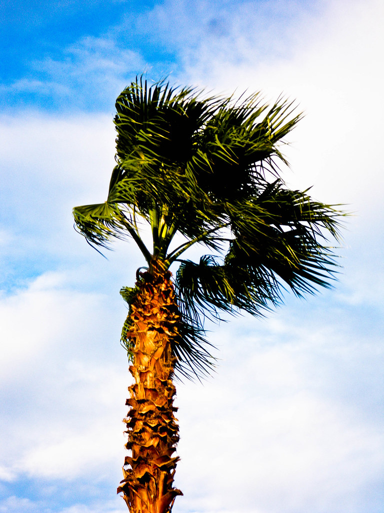 summer palm Sunset palm tree in Houston at under the volca… Flickr