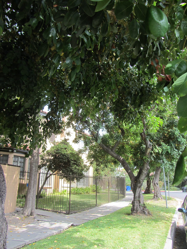 The Carob Tree A very popular street tree in the older nei… Flickr