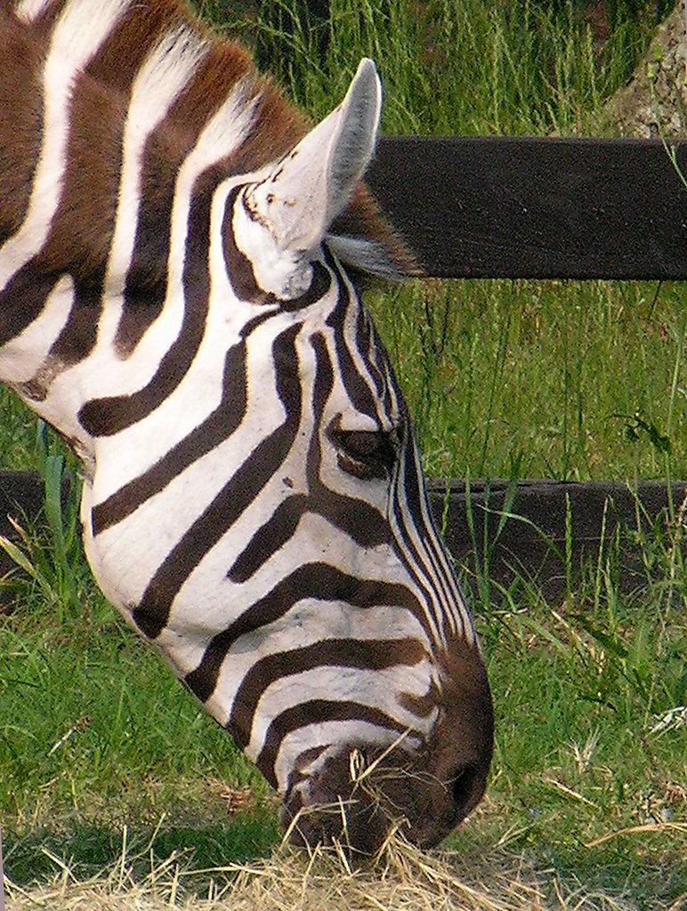 Portrait of a Zebra I zoomed in on one of the zebra at the… Flickr