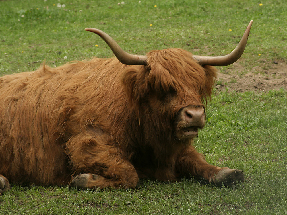 LongHornedCattleatHighPark This good looking guy did … Flickr