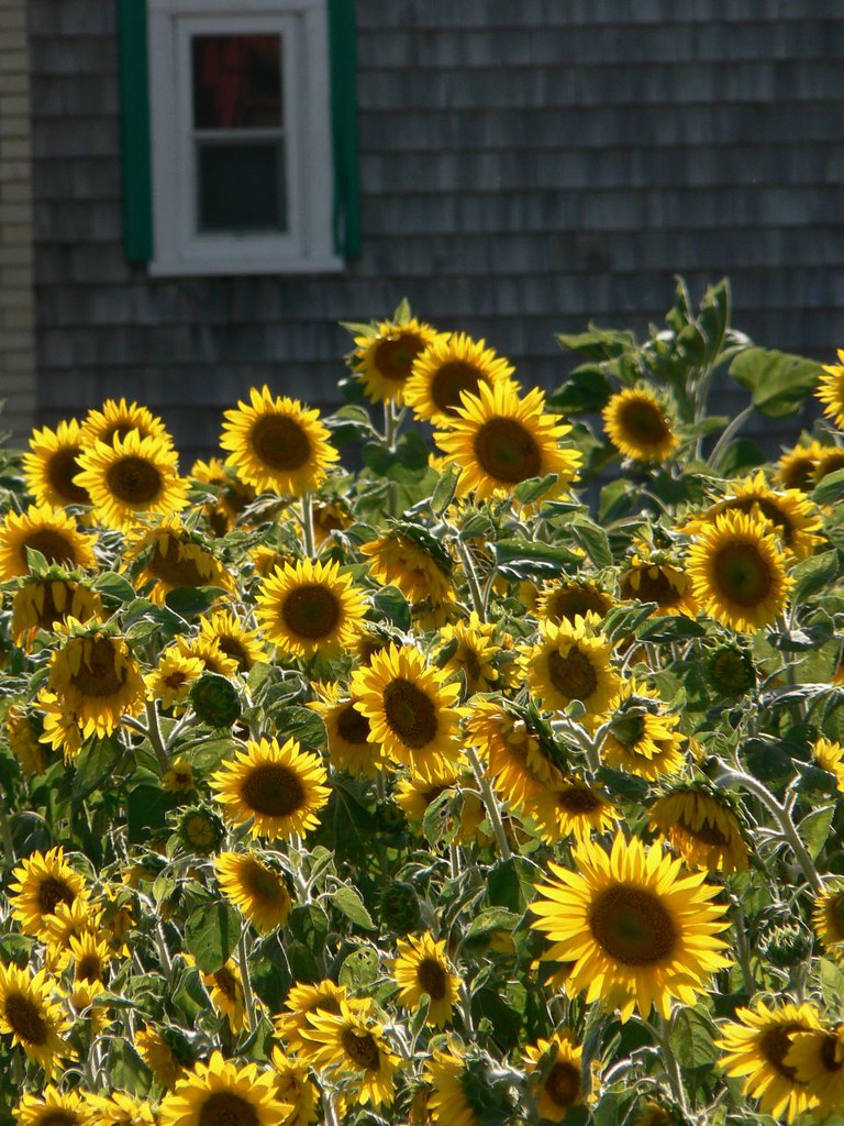 Québec flowers John Flickr