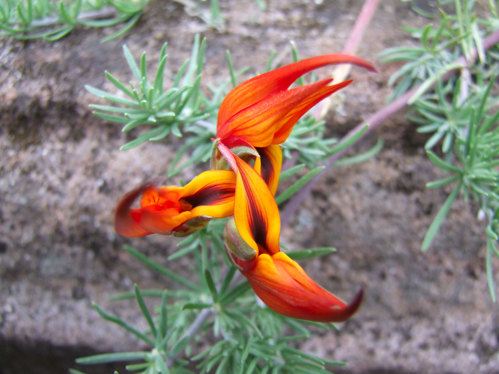 Helicopter Flower Andrew Warran Flickr