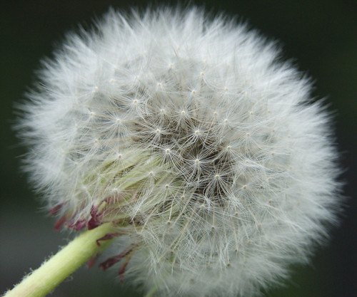 Don't you just love these little fluffy weeds I know this … Flickr