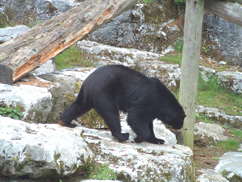 DSCF0083 Belfast Zoo Spectacled Bear Kelvin McKivitt Flickr