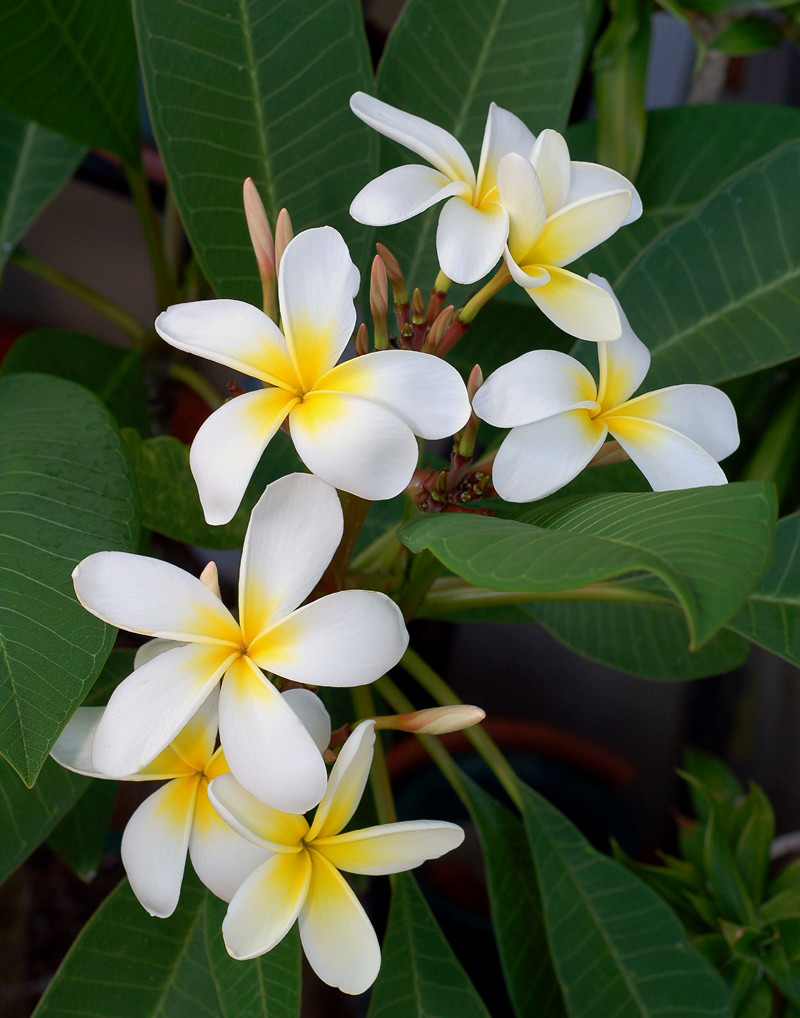 Plumeria Bunch My garden. San Diego, CA. July 2006. Michael Cutri
