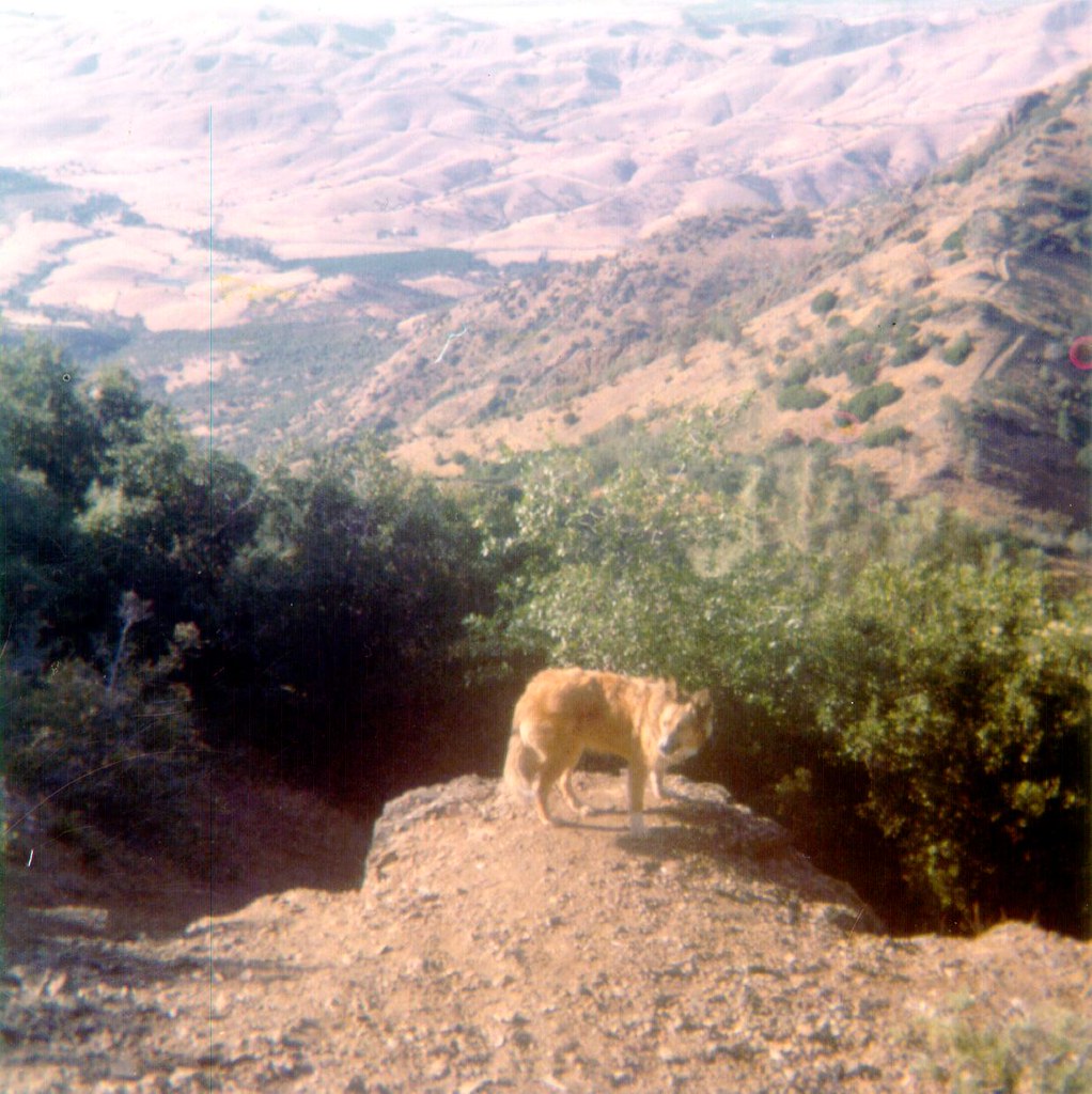 dog on Mt Diablo Starr was a good dog. Photo taken 1972. David Flickr