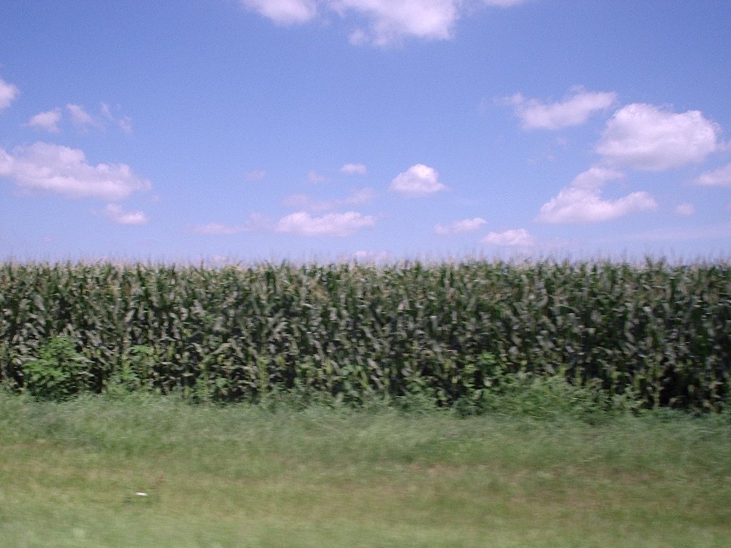 Fields of corn A typical Ohio sight. Jennifer Garrett Flickr