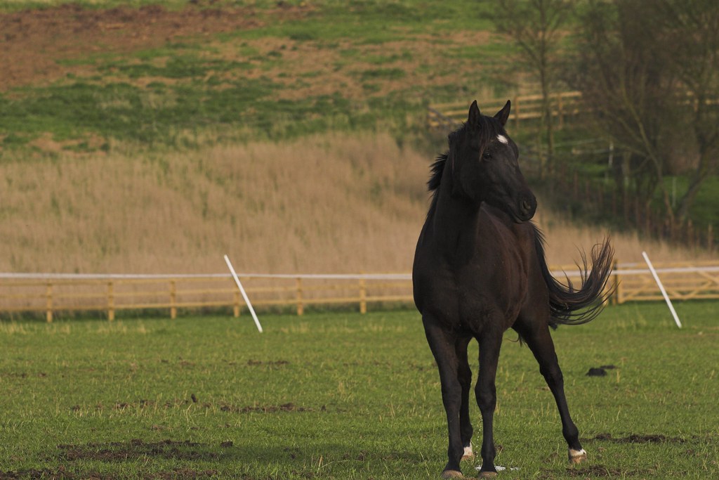 Horse Pose St. Albans, April 2006. Matt Flickr