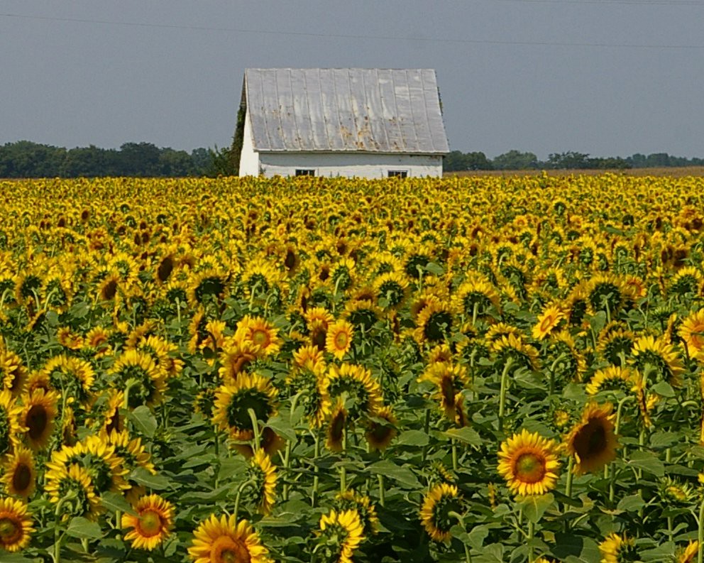 Sunflower Crop Yellow Springs, Ohio. sbluerock Flickr
