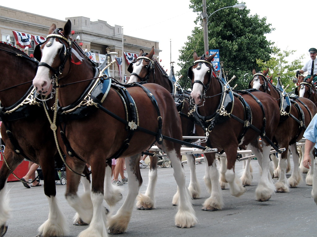 Budweiser Clydesdales Rebecca Partington Flickr