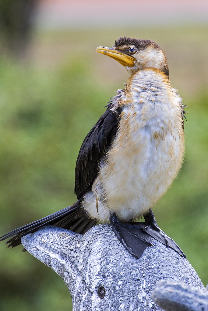 Little Pied Cormorant Redcliffe, Qld, Australia Flickr