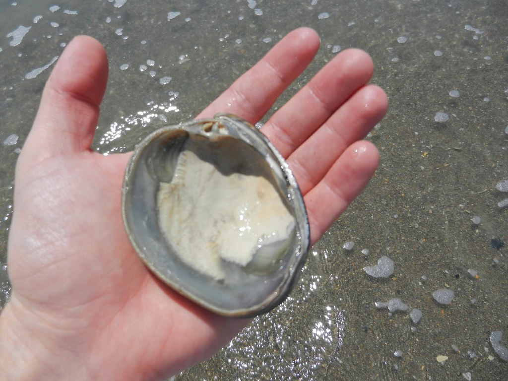 Southern Quahog Sometimes the impressions left by the atta… Flickr