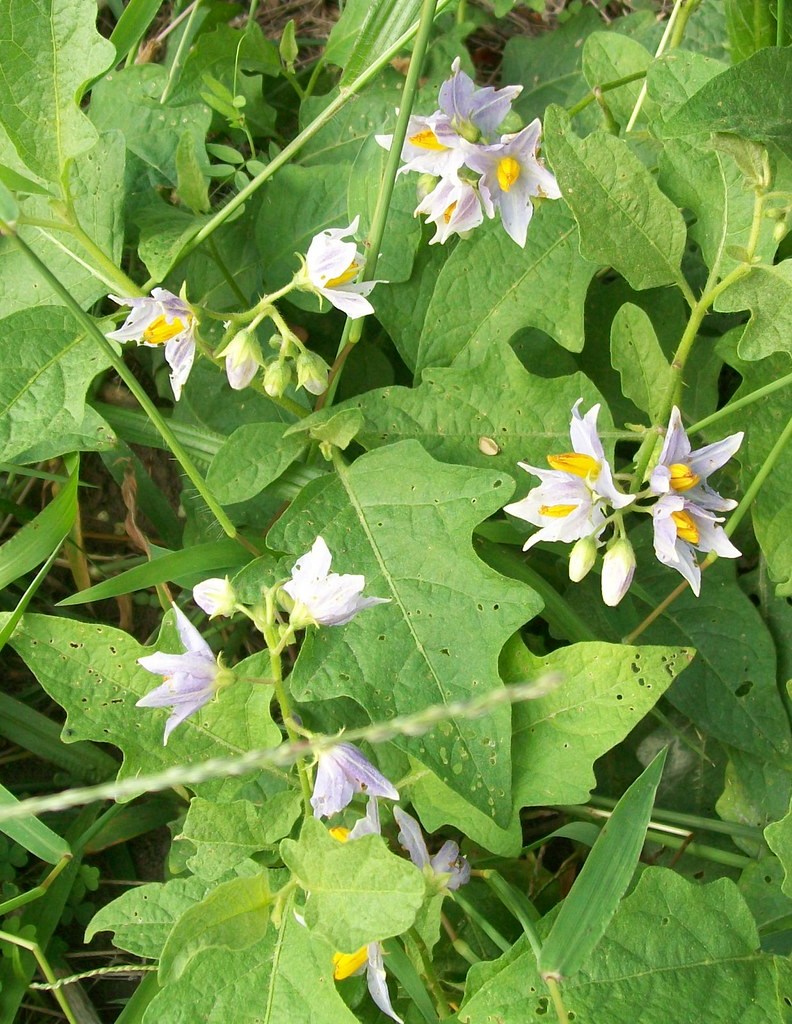 carolina Highly poisonous, weedy nightshade. N… Flickr