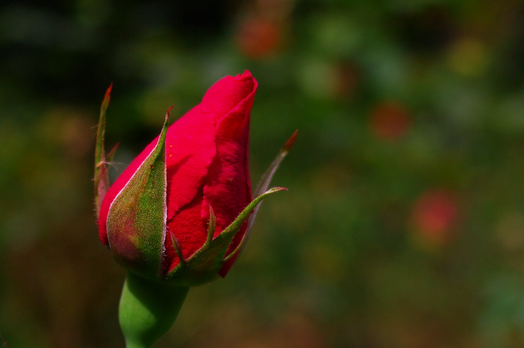 Rose bud Beautiful rose bud seen at SIMS park, Coonoor. Thangaraj