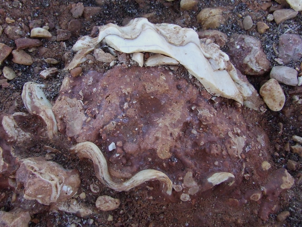 Cardiidae>Tridacna Clam Fossil DSCF41031 Kingdom=Animalia … Flickr