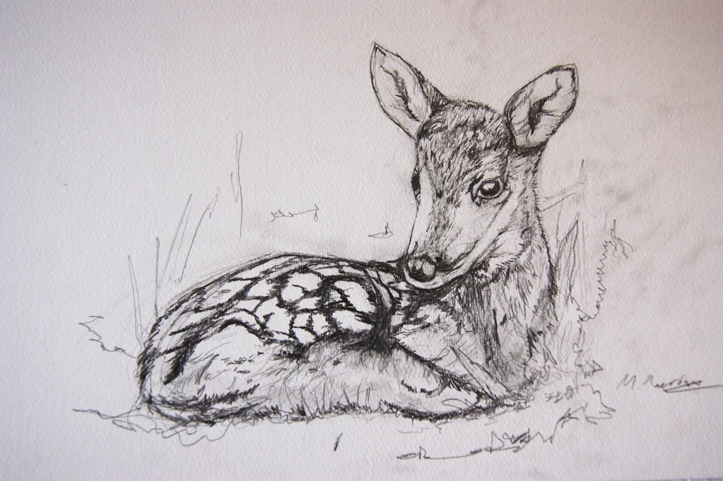 Fawn Detailed pencil drawing of a baby fawn from Knole Par??? Flickr