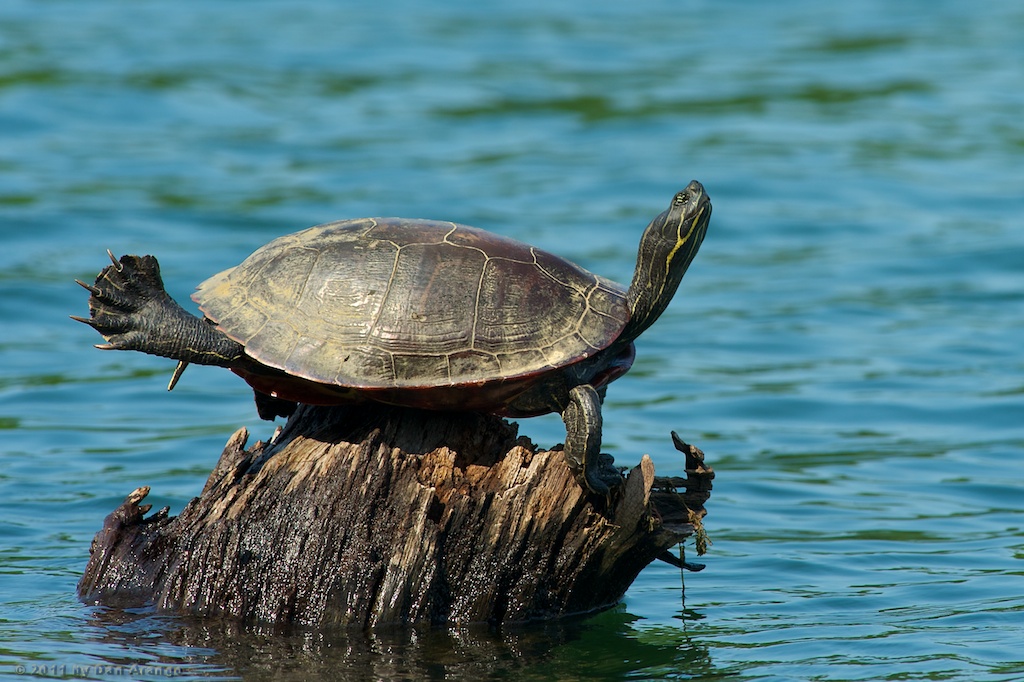 Turtle Yoga What is the name of this yoga pose? Turtle